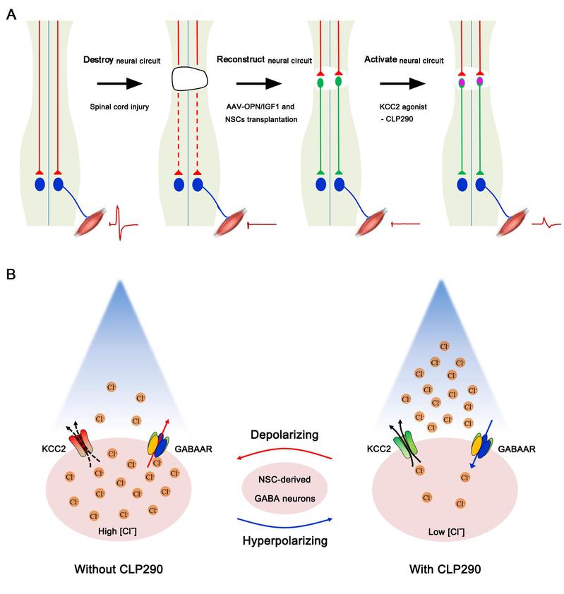 多模态联合策略促进完全性脊髓损伤修复机制示意图